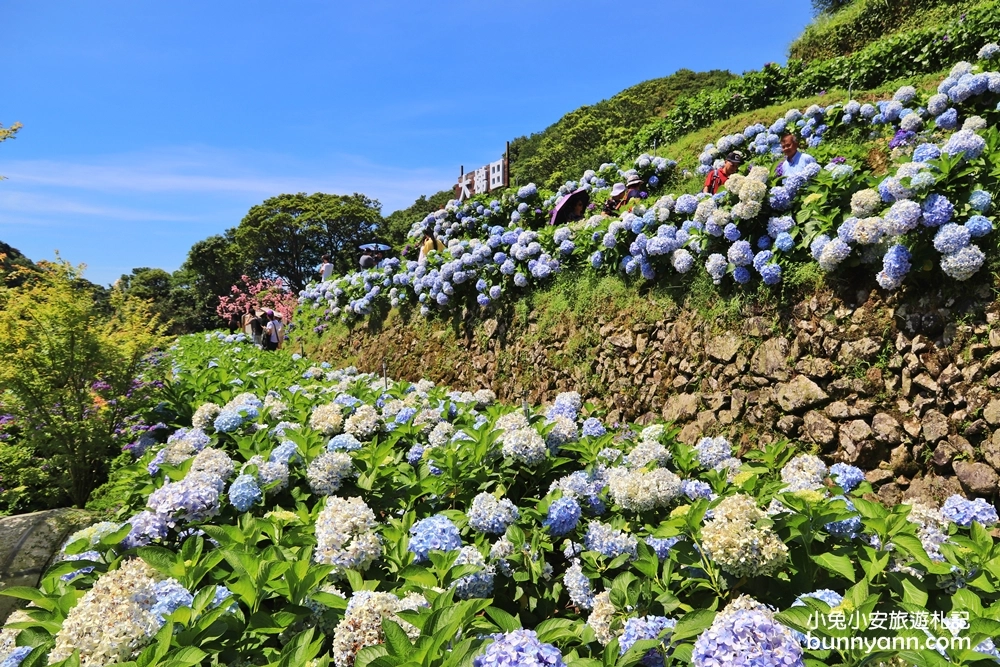 竹子湖繡球花季｜大梯田花卉生態農園