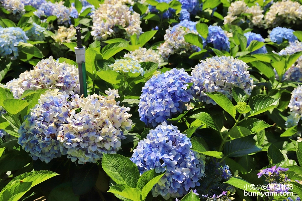 竹子湖繡球花季｜大梯田花卉生態農園