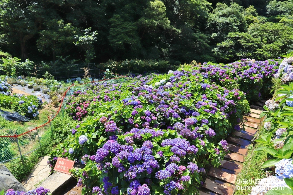 竹子湖繡球花季｜大梯田花卉生態農園