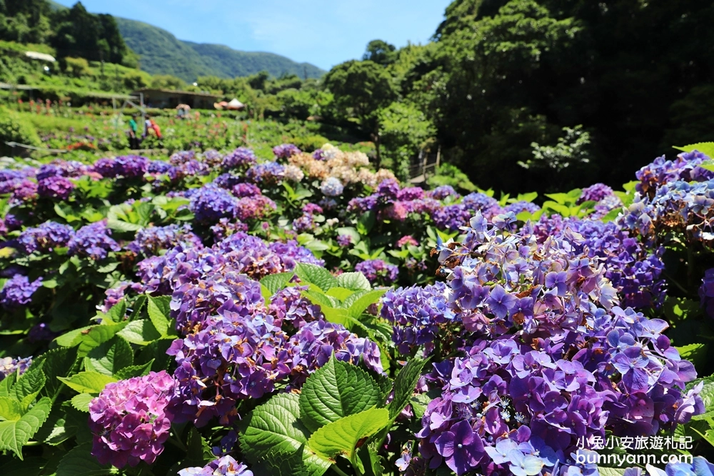 竹子湖繡球花季｜大梯田花卉生態農園