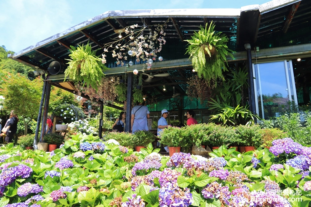 竹子湖繡球花季｜大梯田花卉生態農園