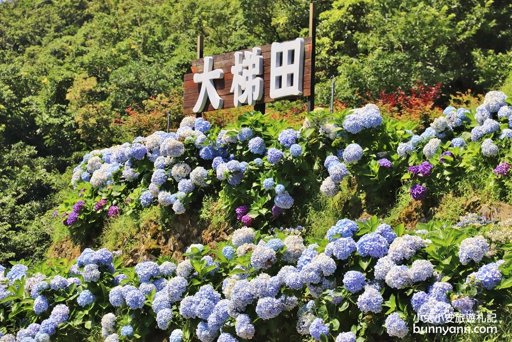 竹子湖繡球花季｜大梯田花卉生態農園