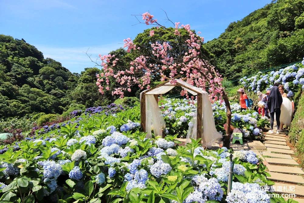 竹子湖繡球花季｜大梯田花卉生態農園