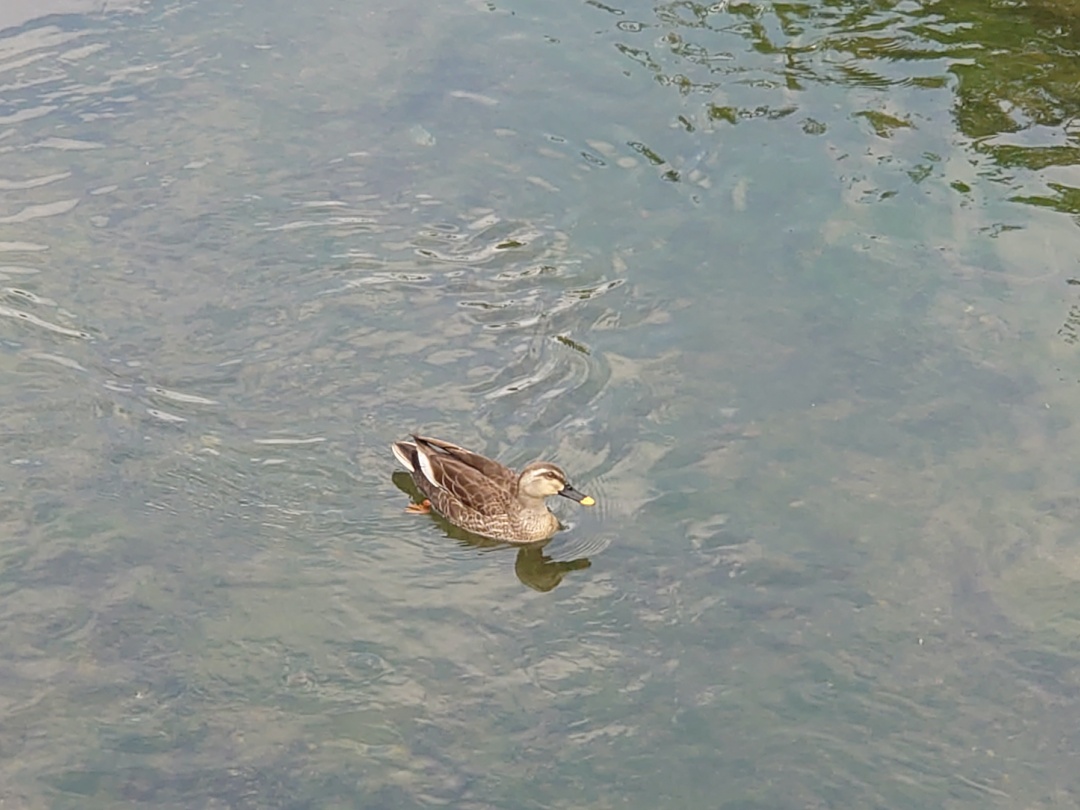 Xperia 1 II camera review Yuriko Ota