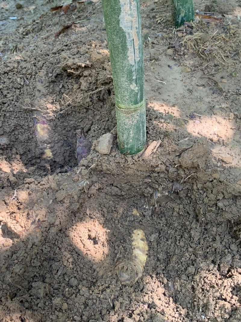 圖/臺北市的氣候及土壤條件十分適宜綠竹筍的生長，種植出來的綠竹筍脆甜如水梨。