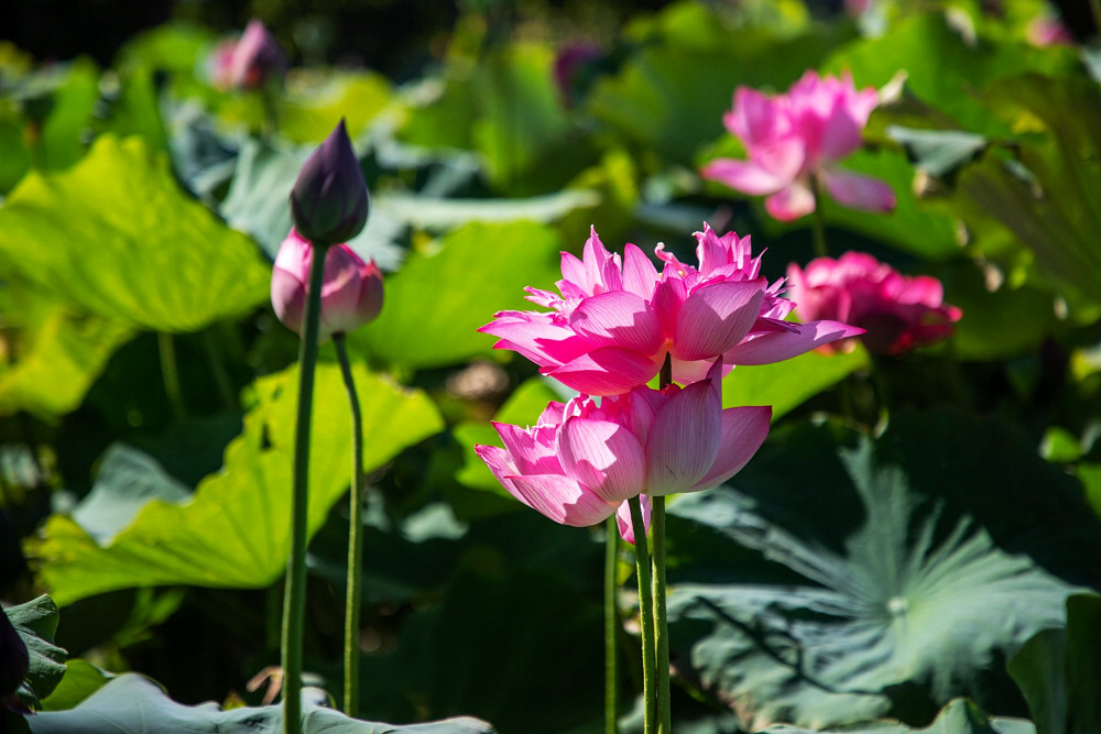 賞花之旅 樂遊桃園蓮花季 盛夏荷風仙氣爆棚 Yahoo奇摩旅遊