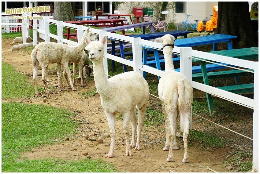 桃園｜富田香草休閒農場