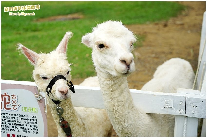 桃園｜富田香草休閒農場