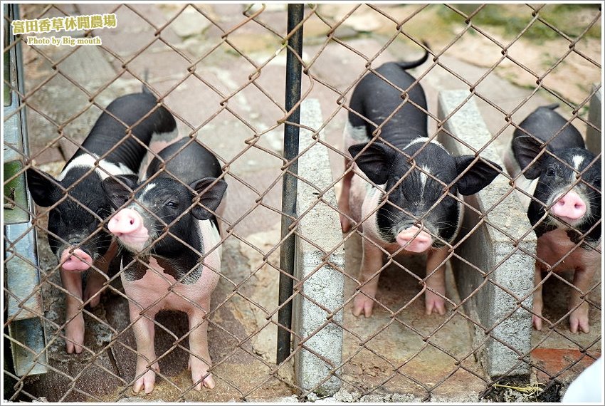 桃園｜富田香草休閒農場