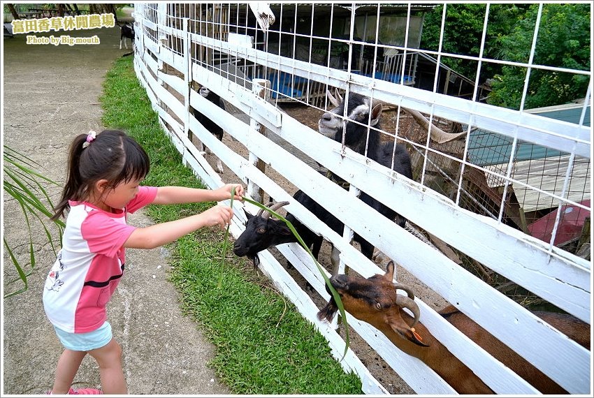桃園｜富田香草休閒農場