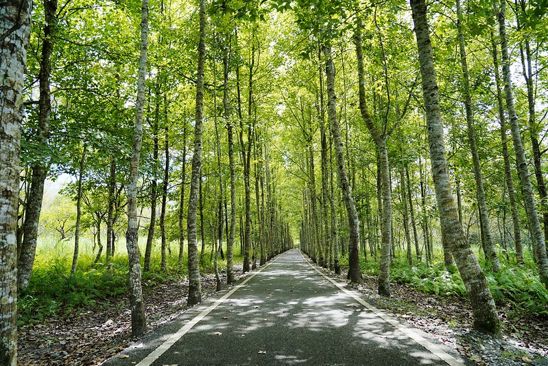 森林中的美味饗宴 在花蓮大農大富平地森林園區 聆聽自然感受天空鳥樹傳遞的耳語 Yahoo奇摩電影