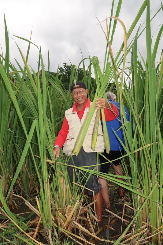 藍寶石茭白筍生產地