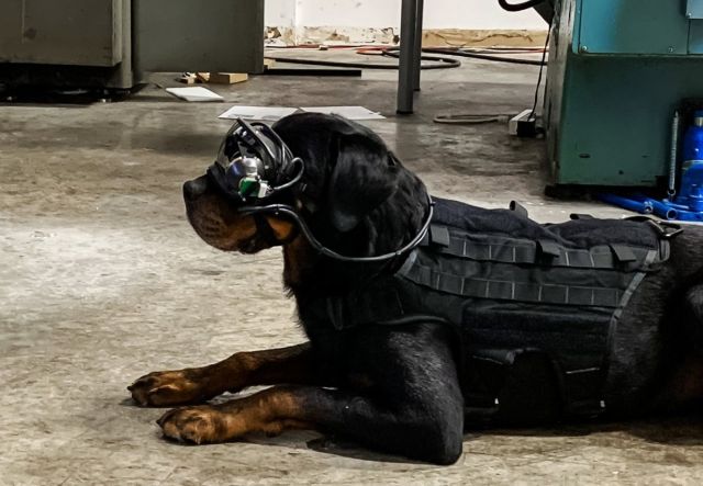 Dog AR goggles