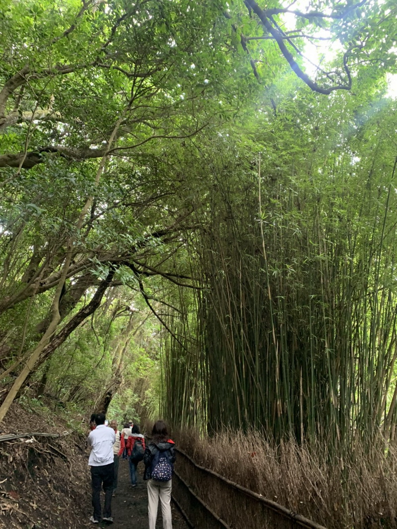 綠林小徑清幽怡人