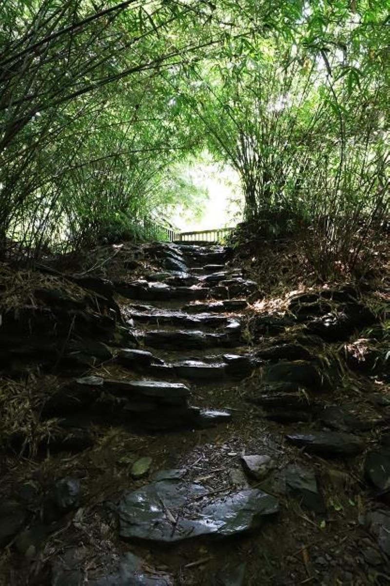 親子旅遊 茂林雙年賞蝶季 紫蝶幽谷夢幻美景 Yahoo奇摩旅遊
